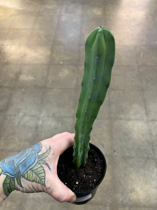 Myrtillocactus Geometrizans