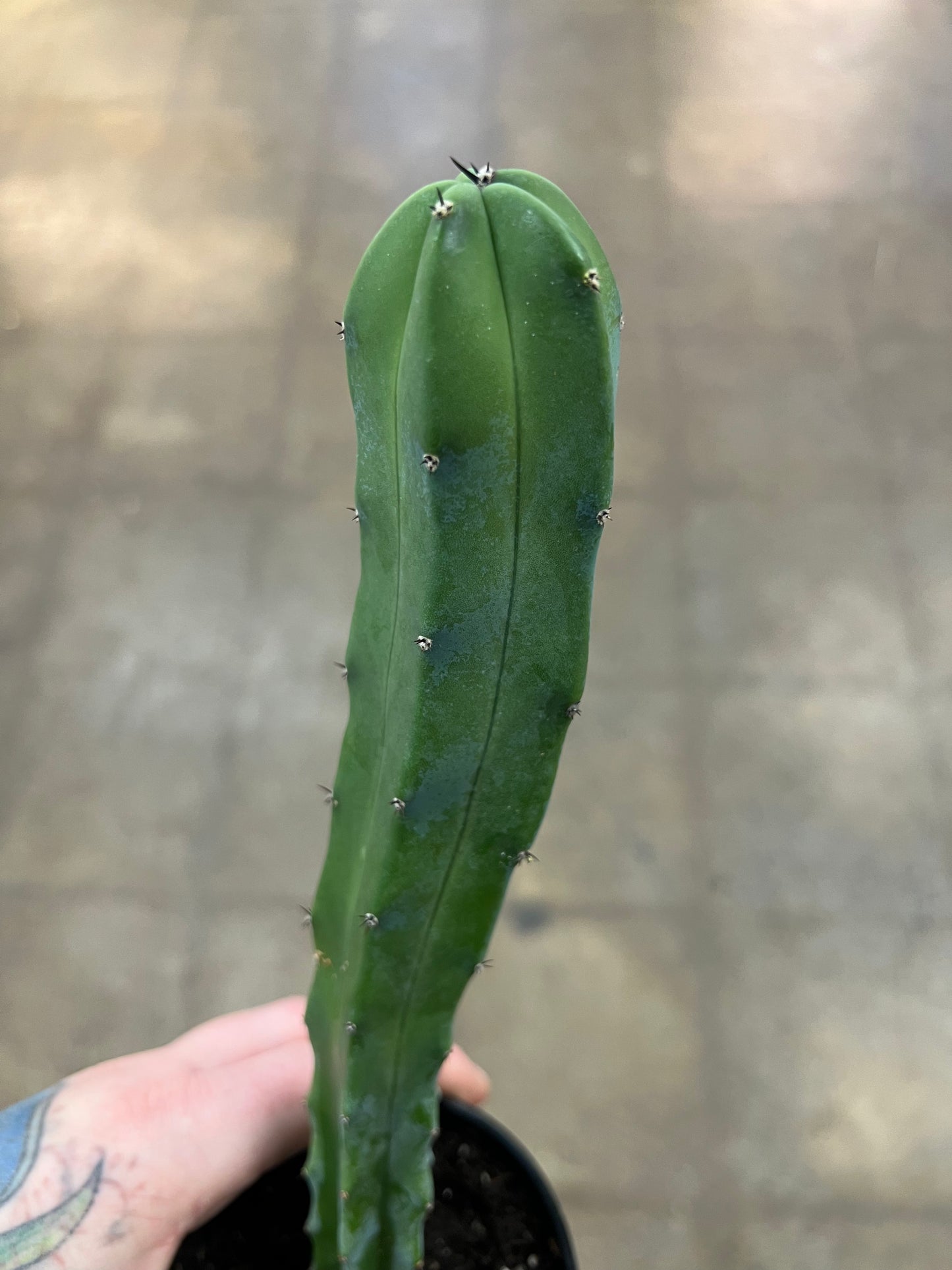 Myrtillocactus Geometrizans