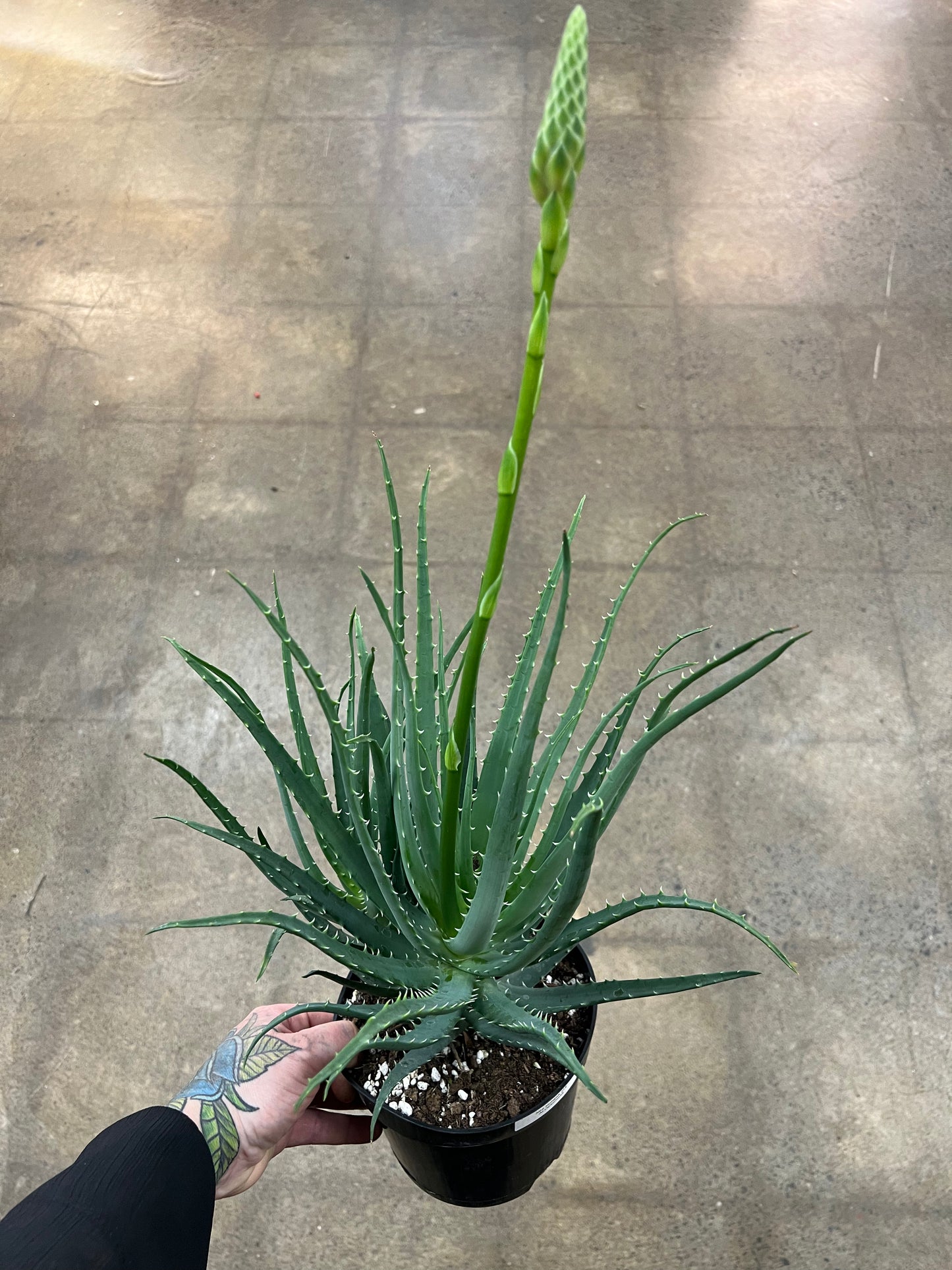 Aloe Mohawk