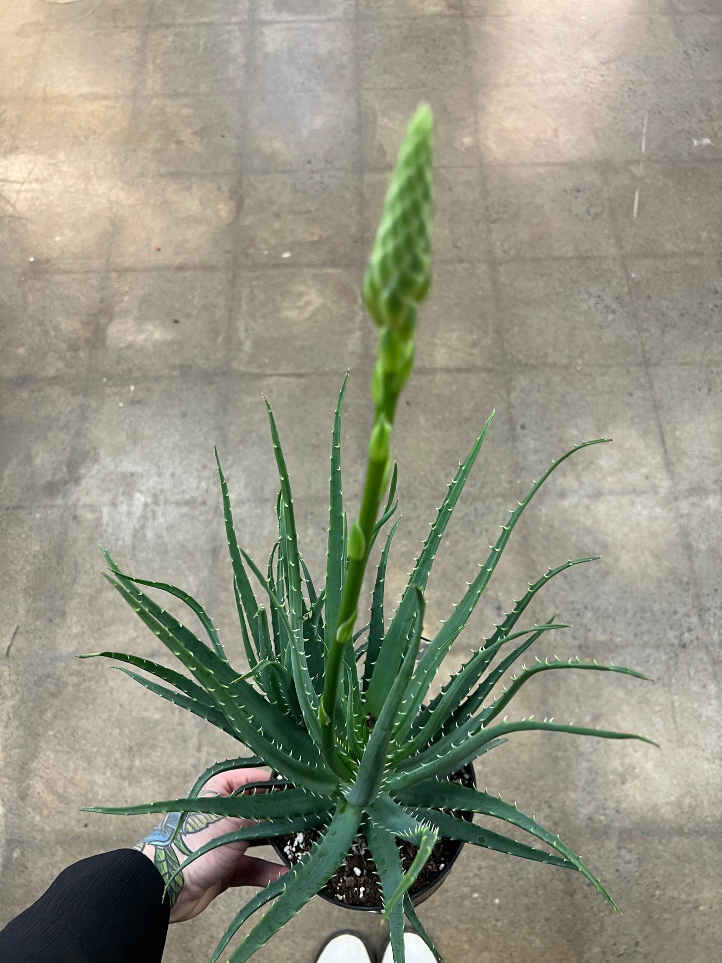 Aloe Mohawk