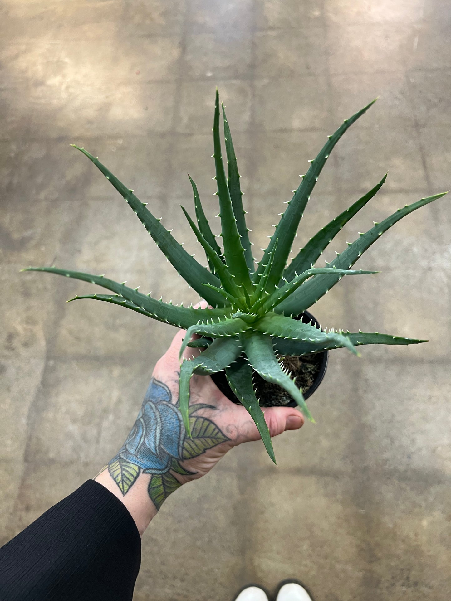 Aloe Mohawk