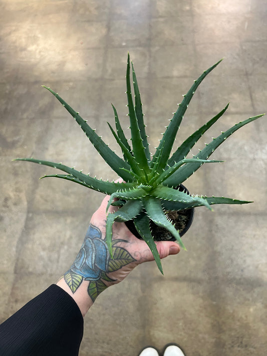 Aloe Mohawk