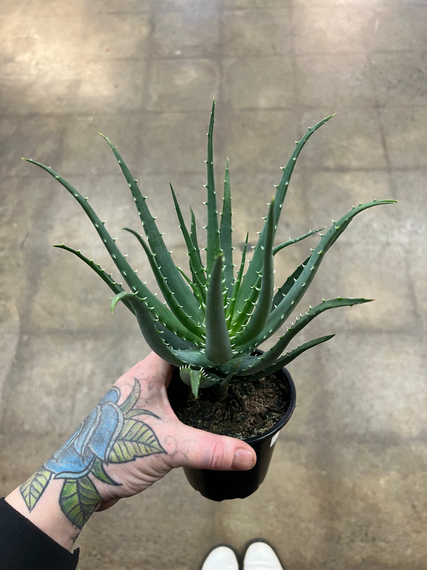 Aloe Mohawk