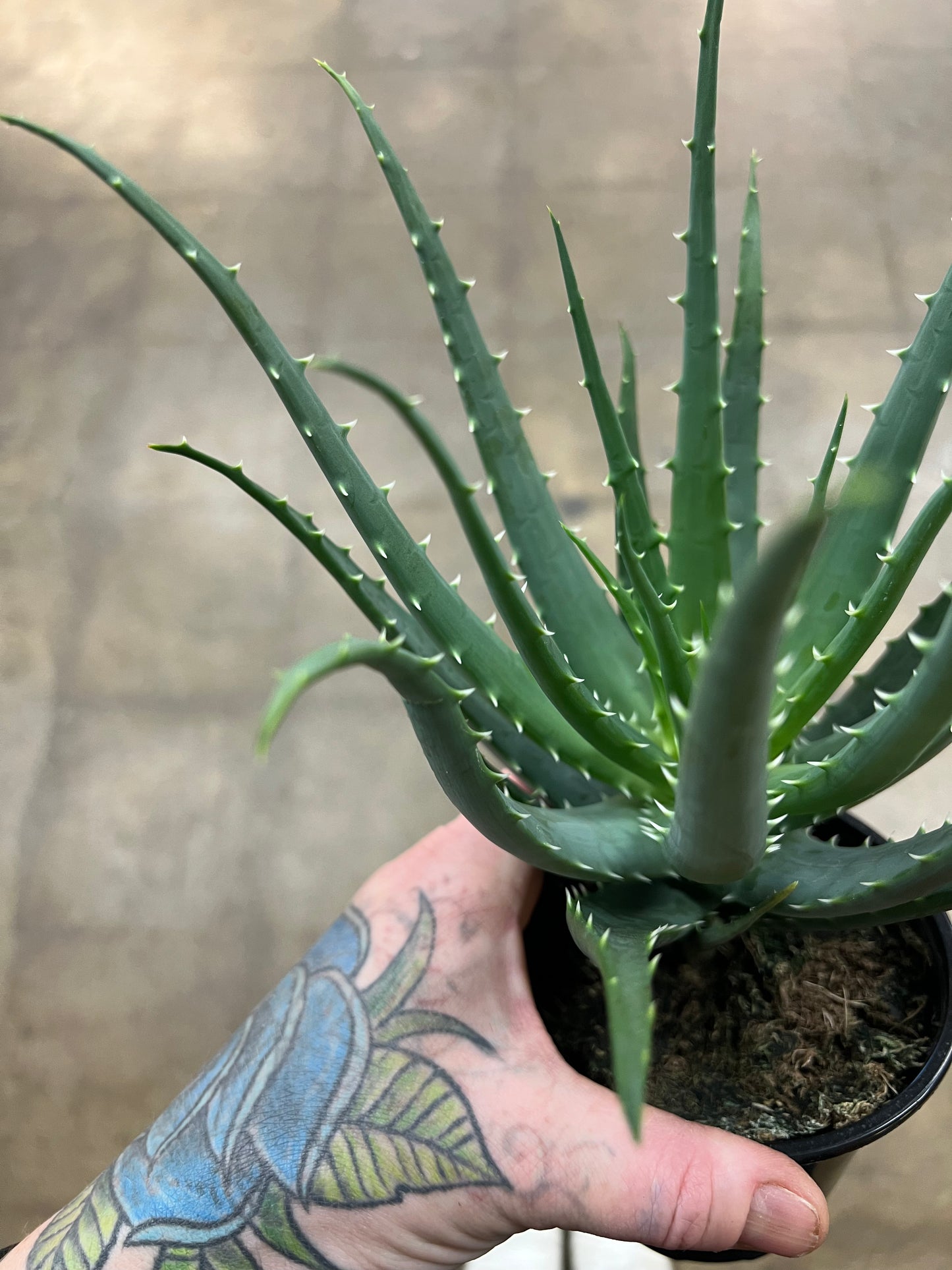 Aloe Mohawk