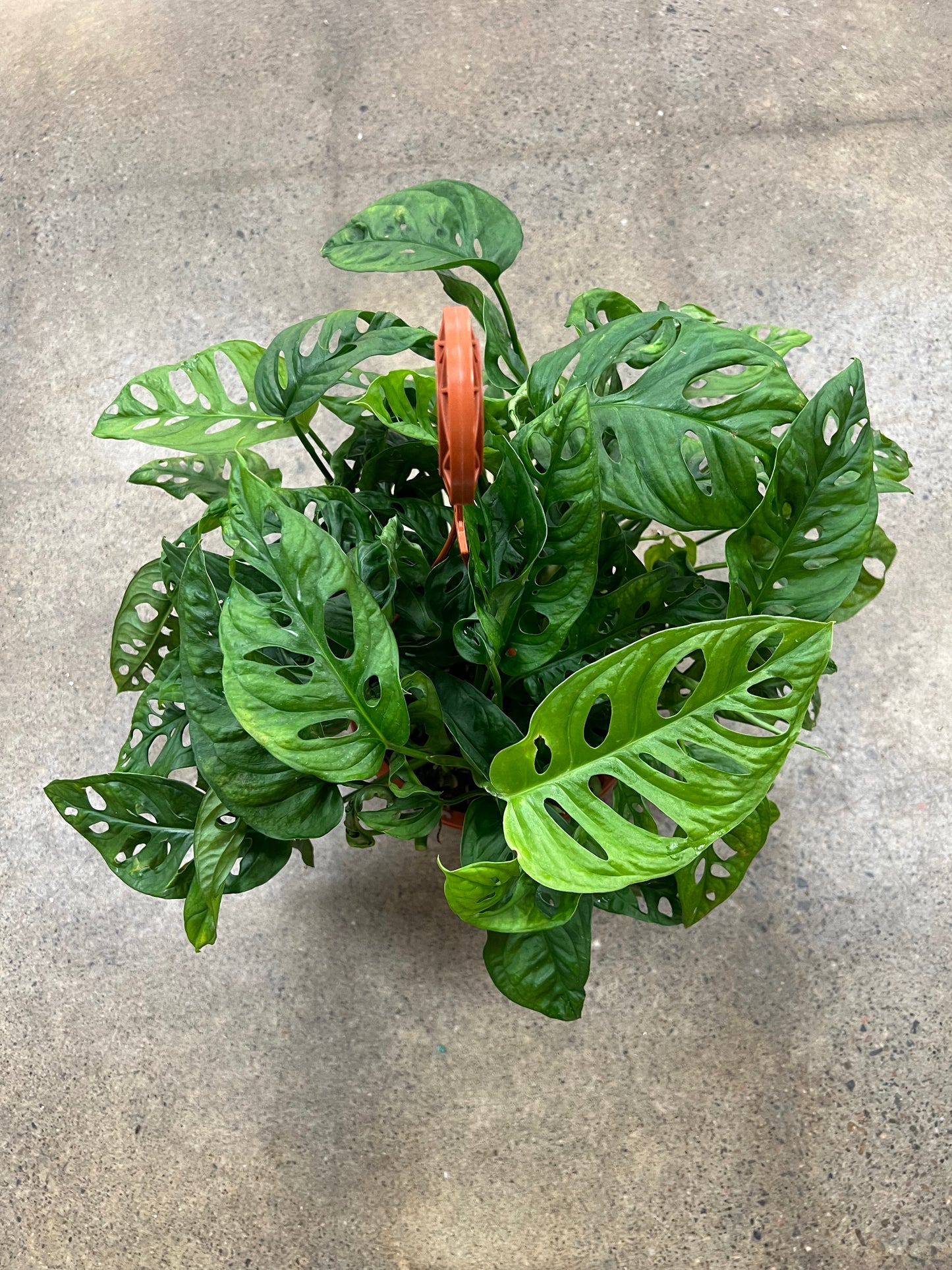 Philodendron Swiss Cheese