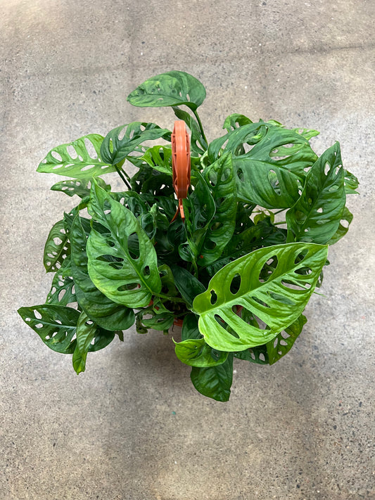 Philodendron Swiss Cheese