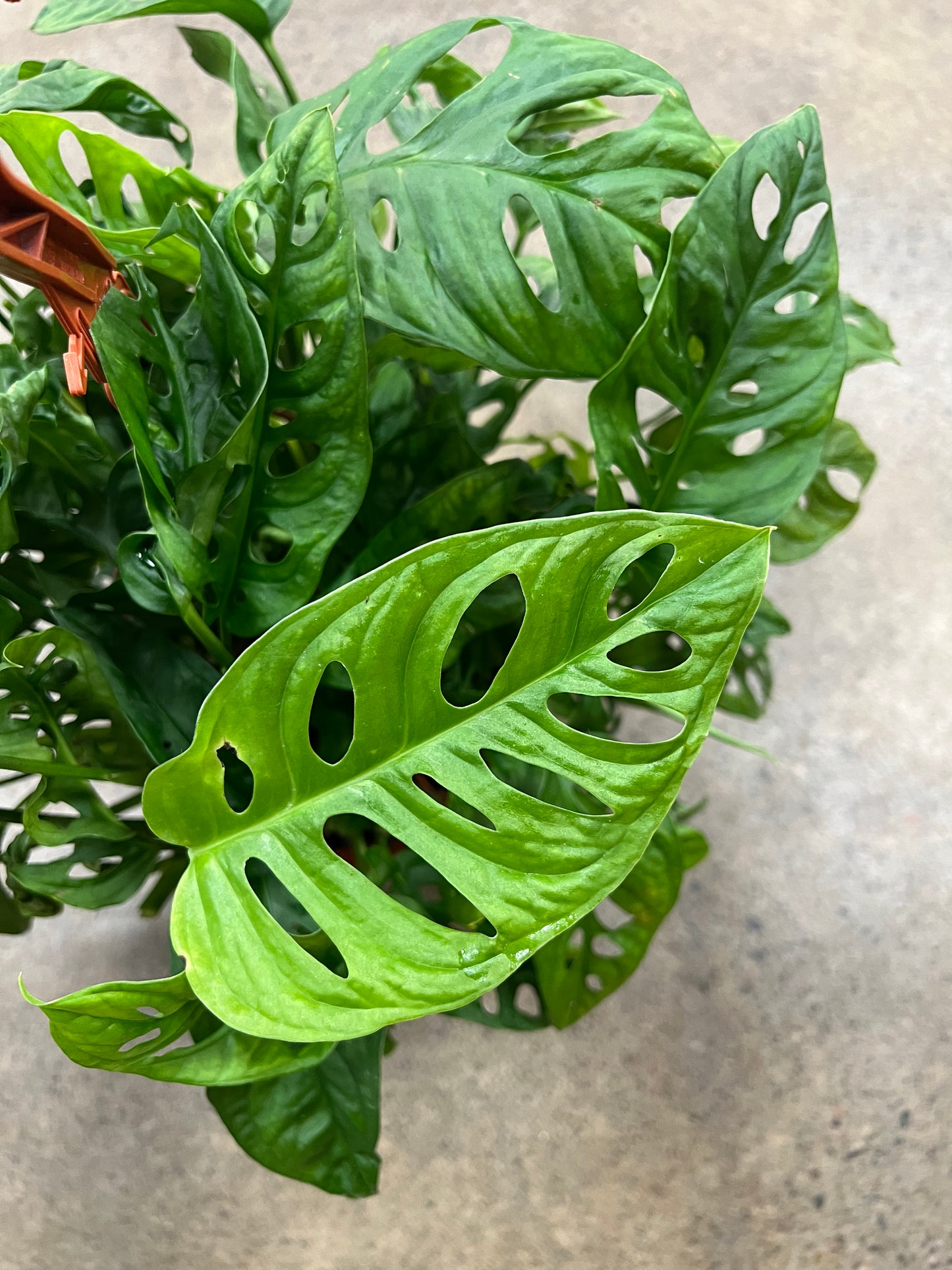 Philodendron Swiss Cheese