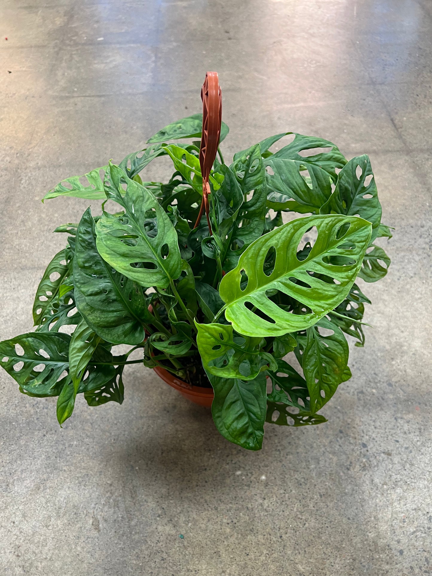 Philodendron Swiss Cheese