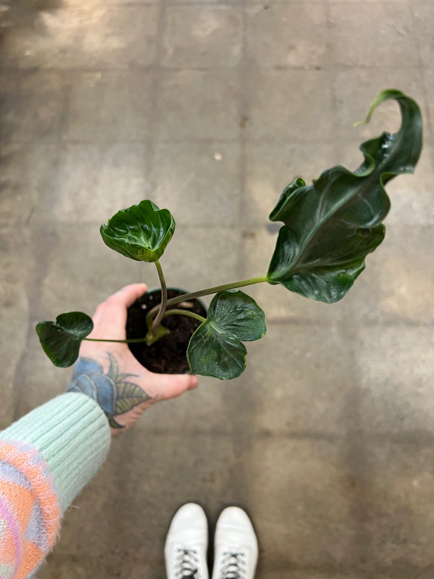 Alocasia Teletubbies