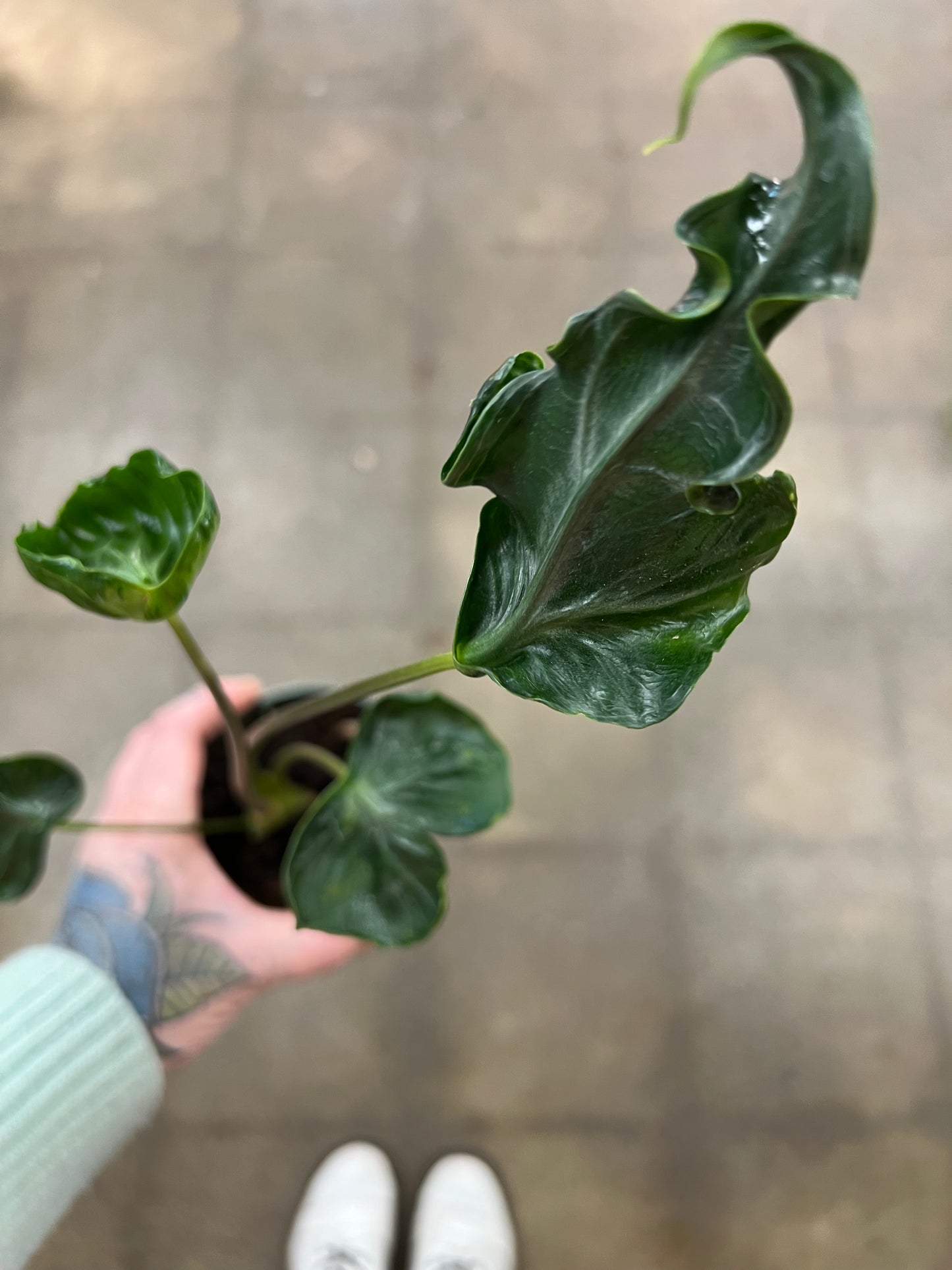 Alocasia Teletubbies