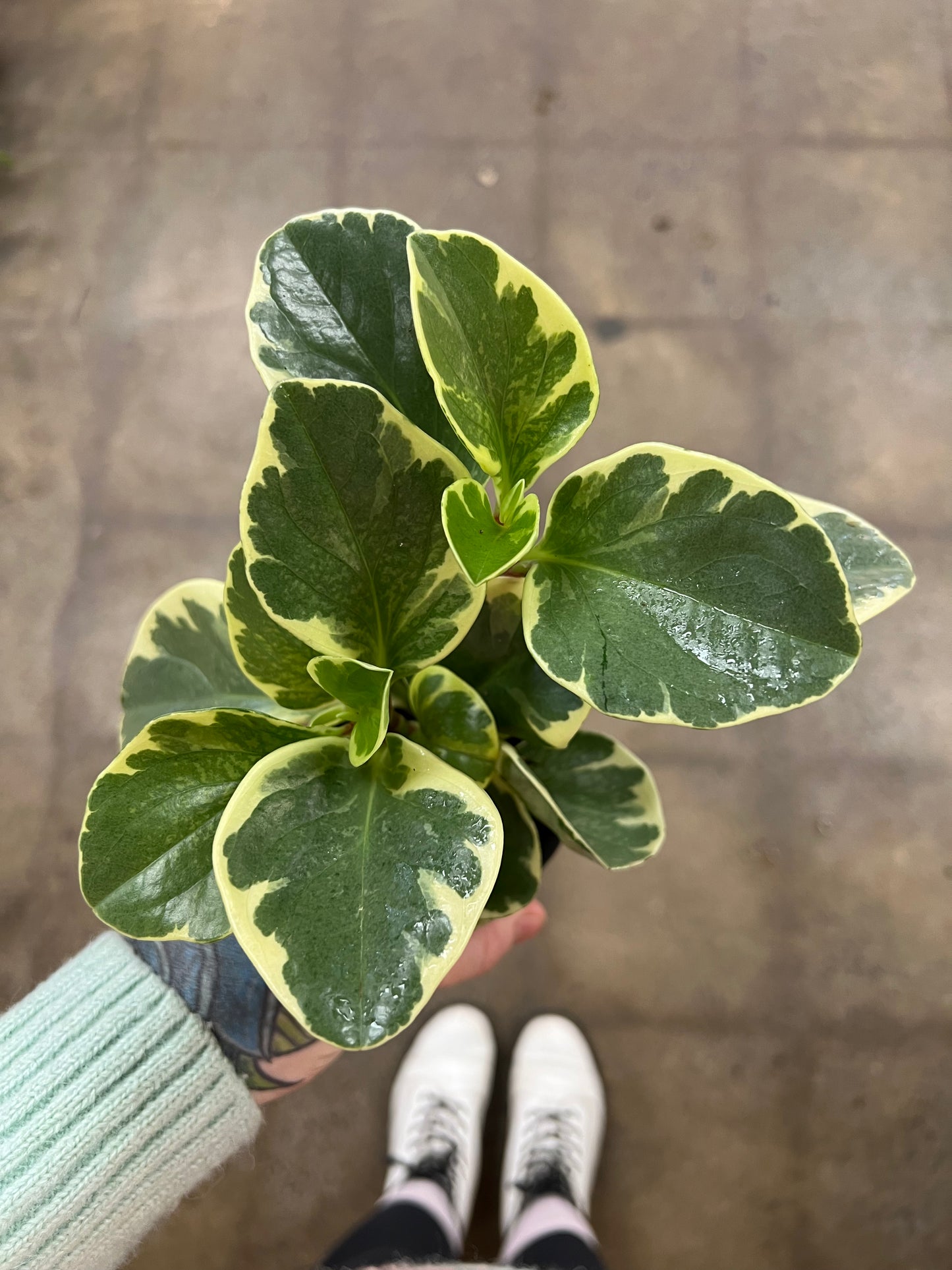 Peperomia Obtusifolia Variegated