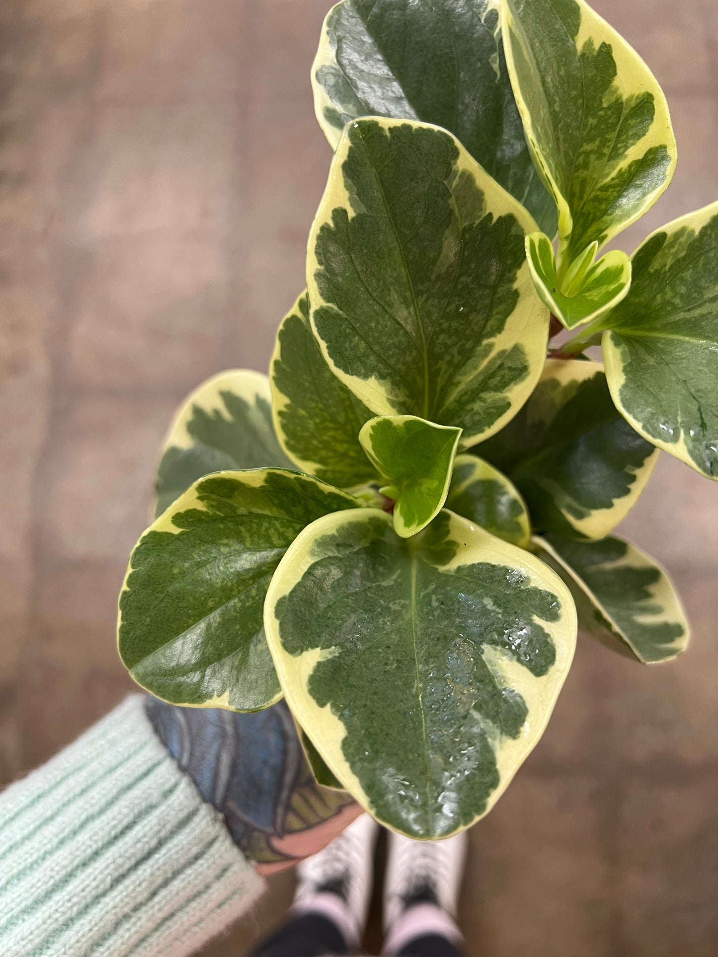 Peperomia Obtusifolia Variegated