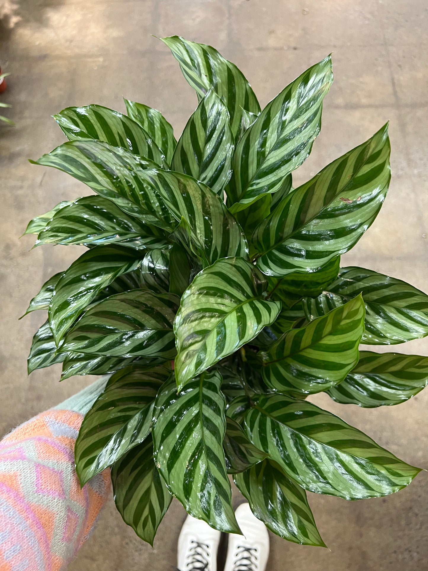 Calathea Freddy