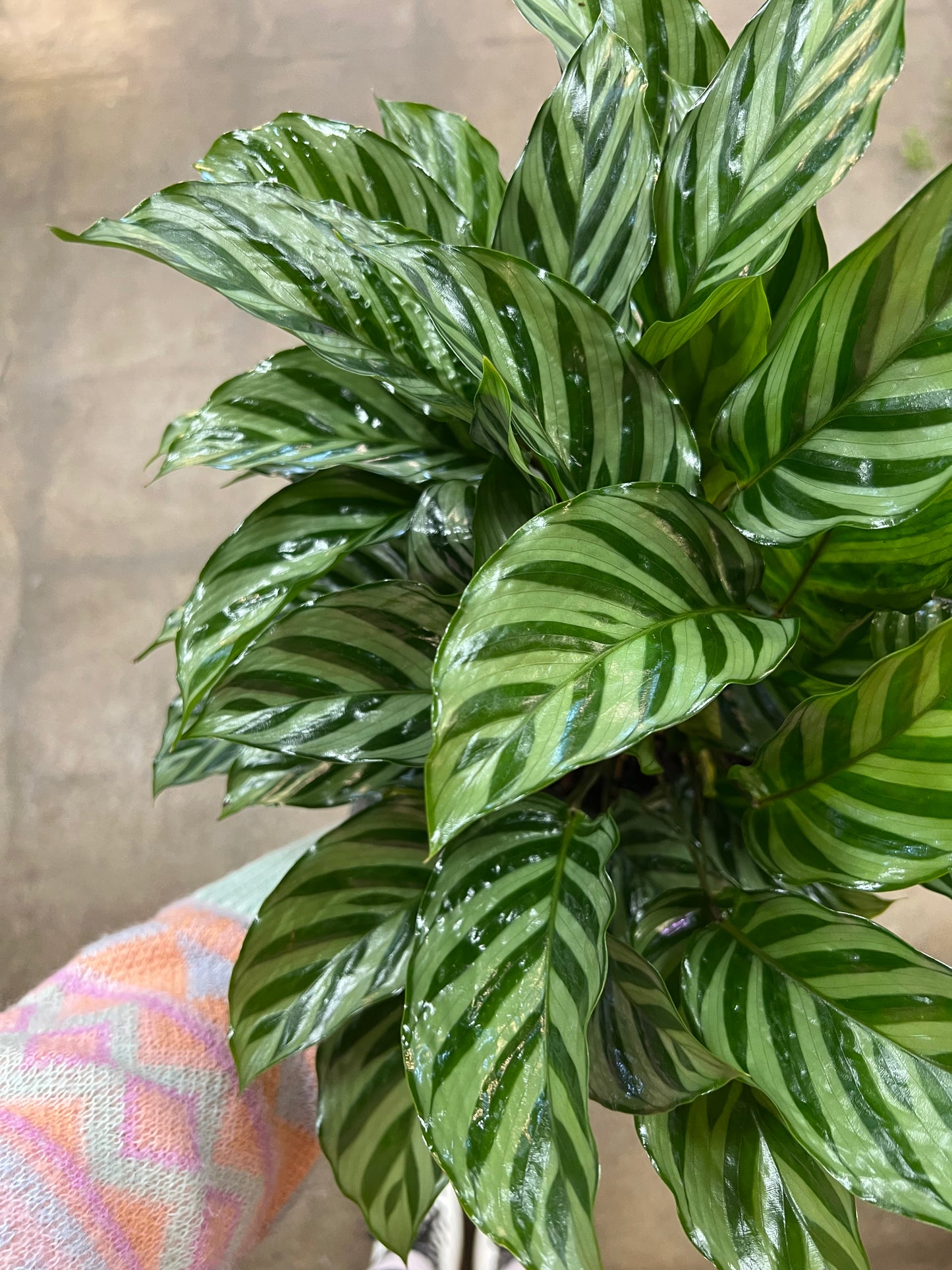 Calathea Freddy