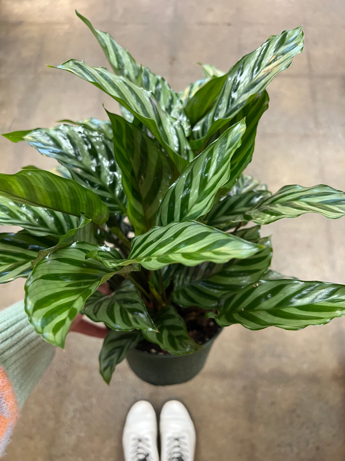 Calathea Freddy