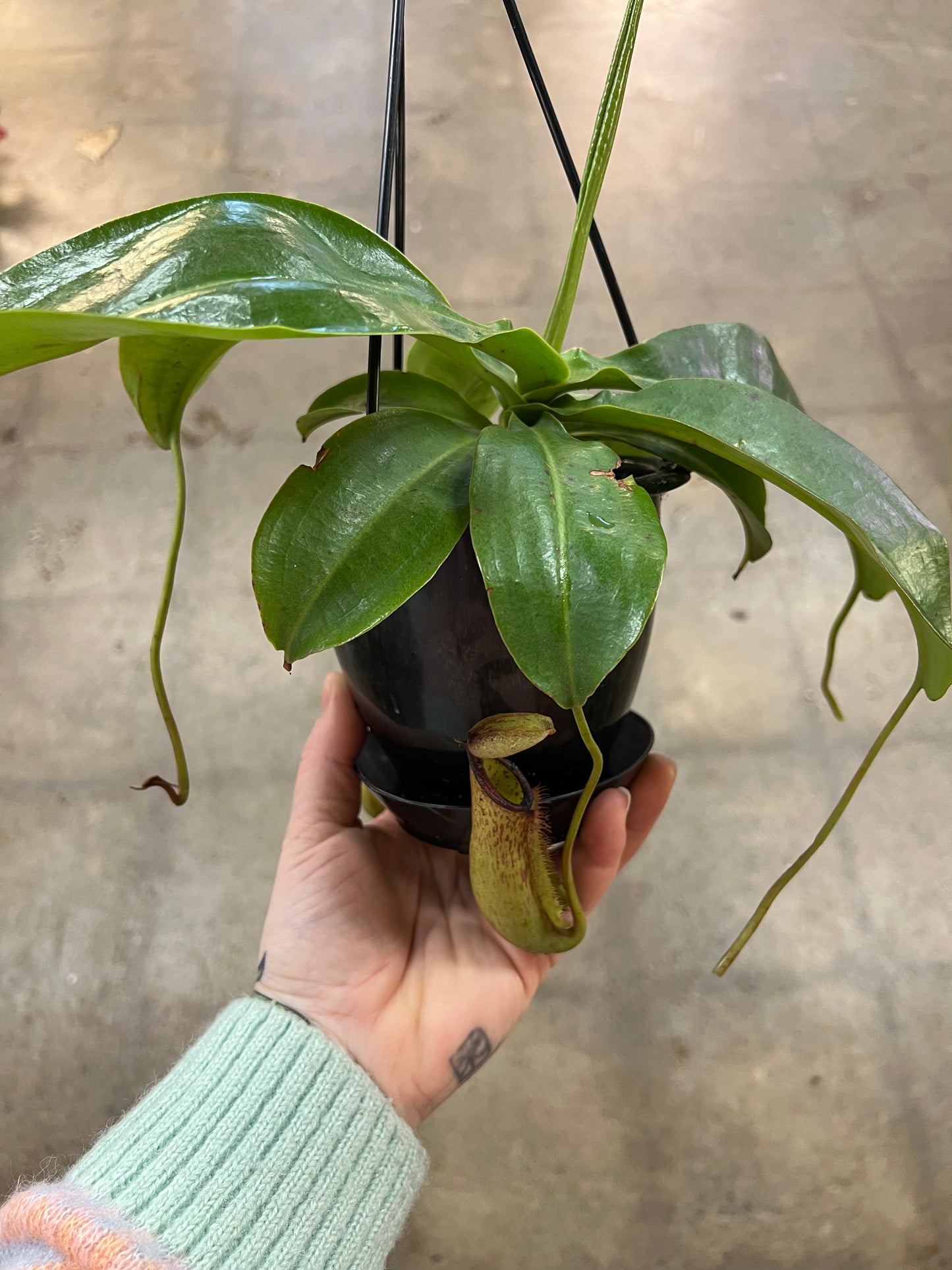 Nepenthes Miranda