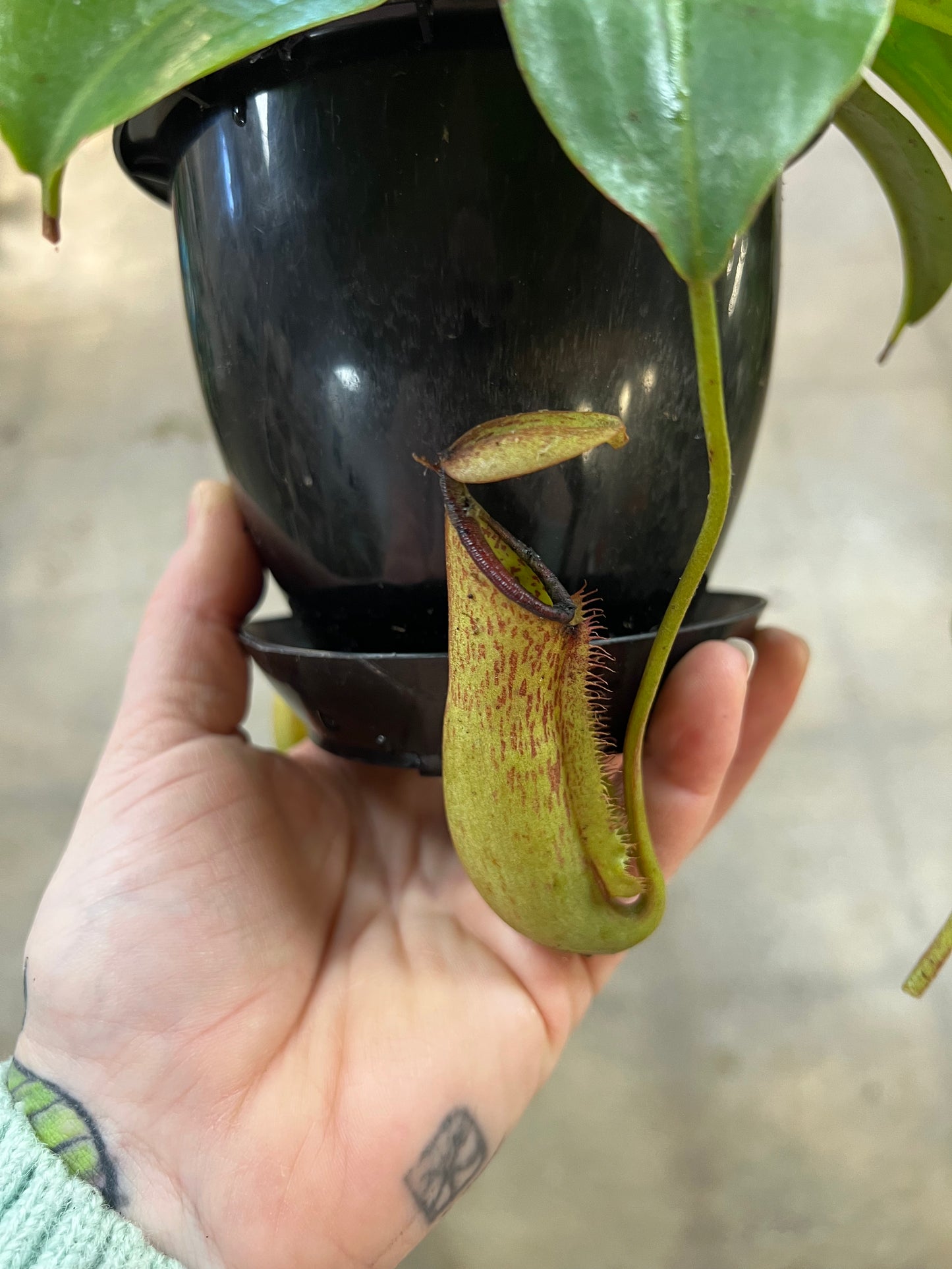 Nepenthes Miranda