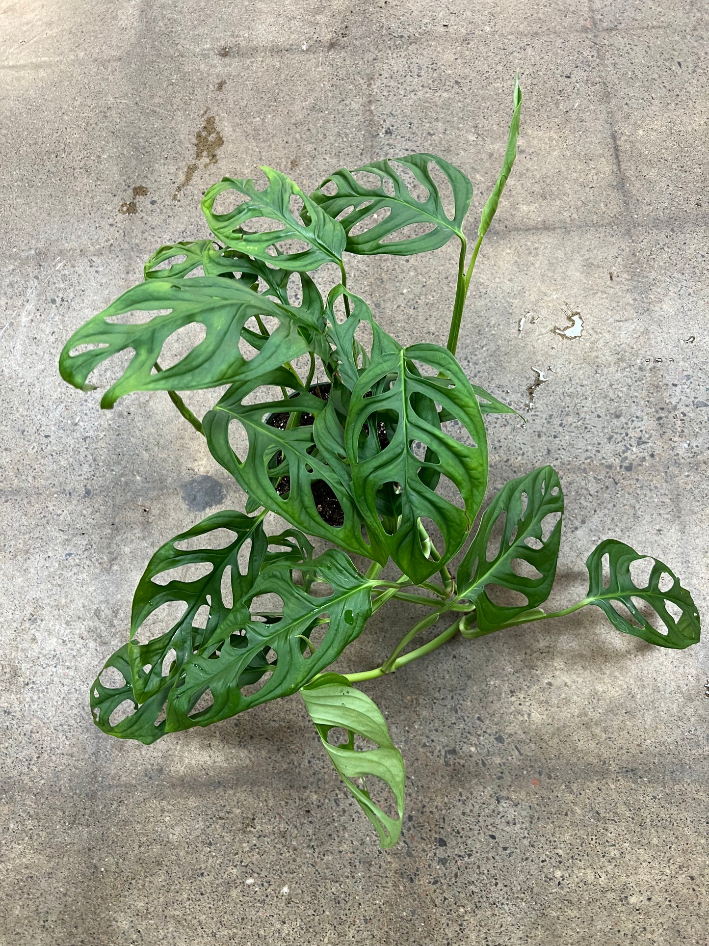 Monstera Esqueleto
