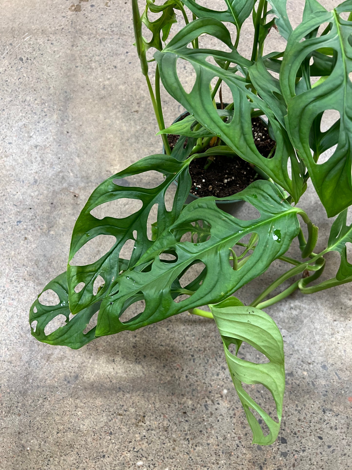 Monstera Esqueleto