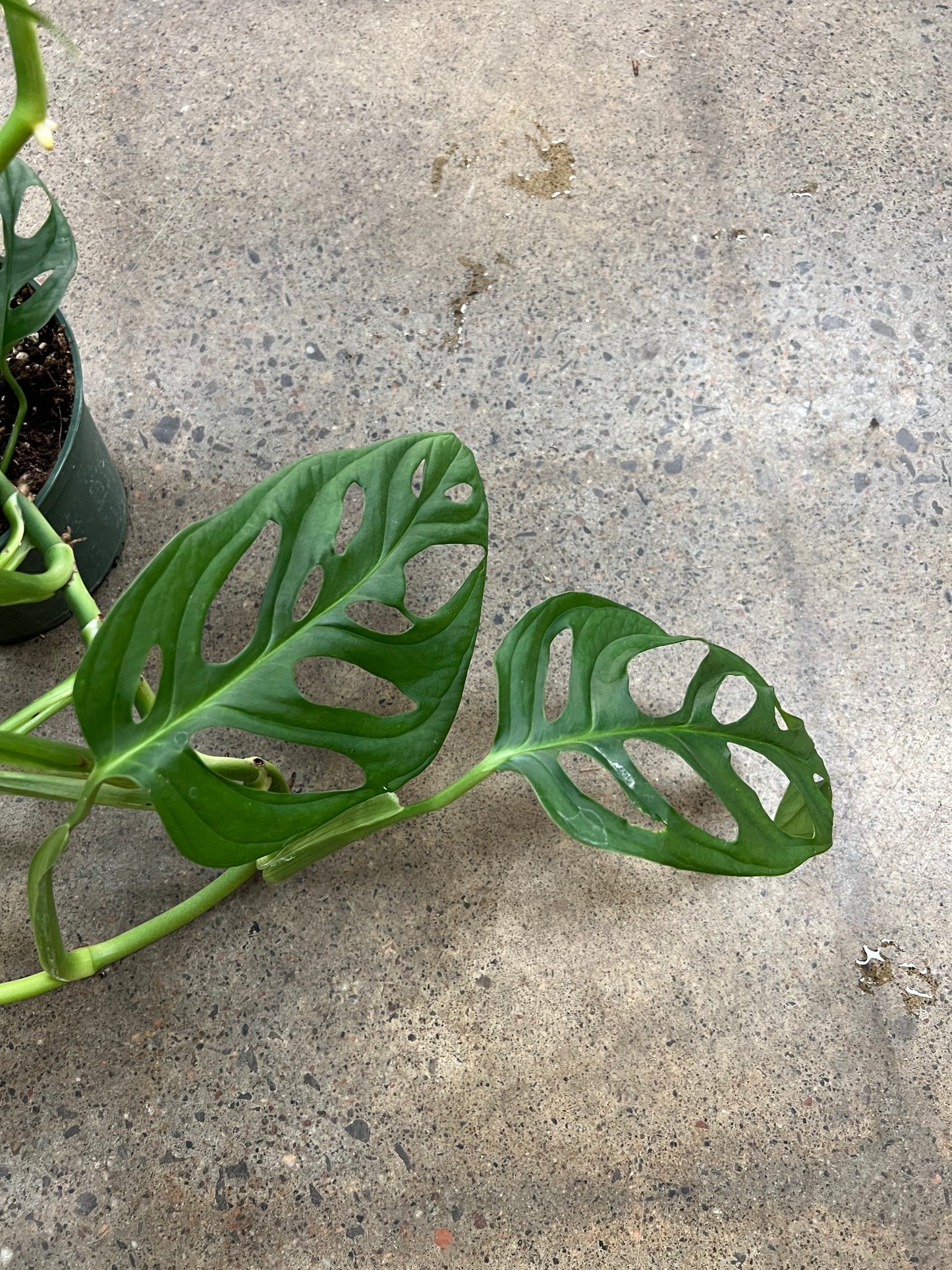 Monstera Esqueleto