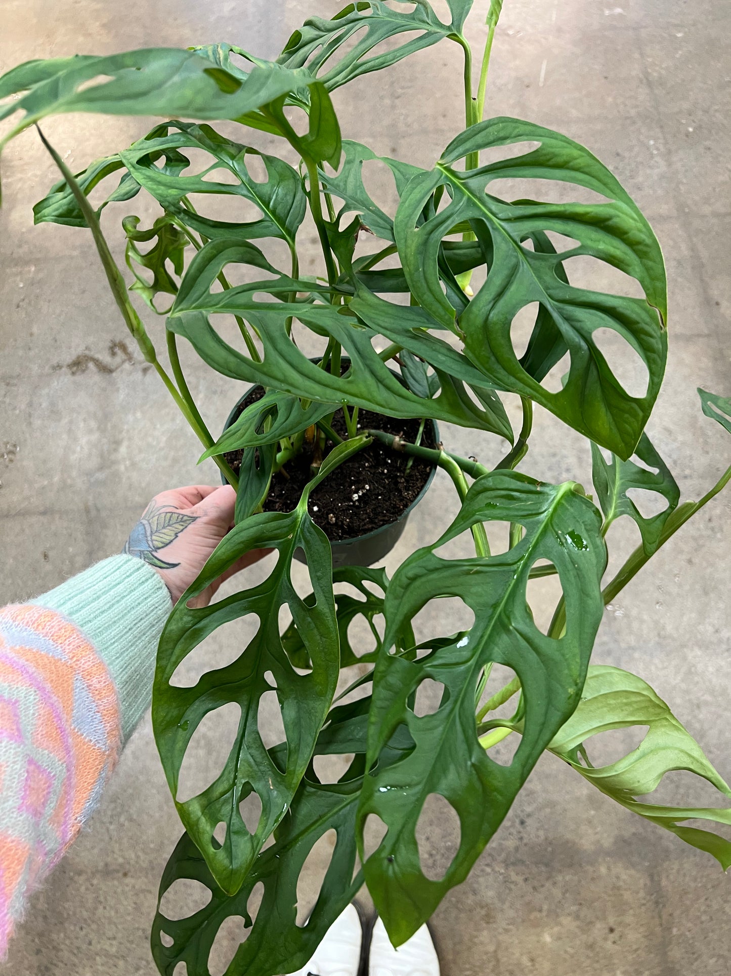 Monstera Esqueleto