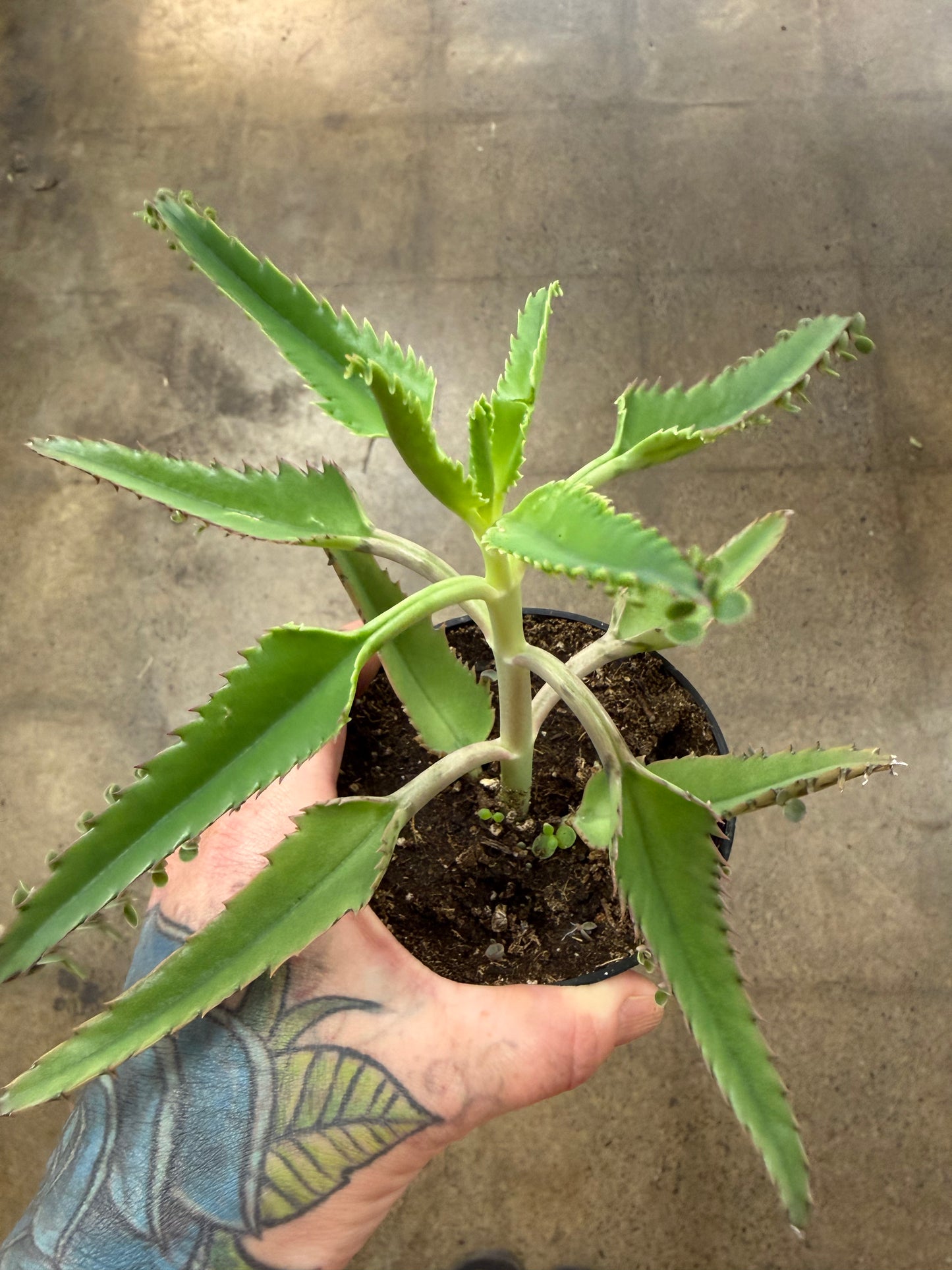 Kalanchoe Houghtonii