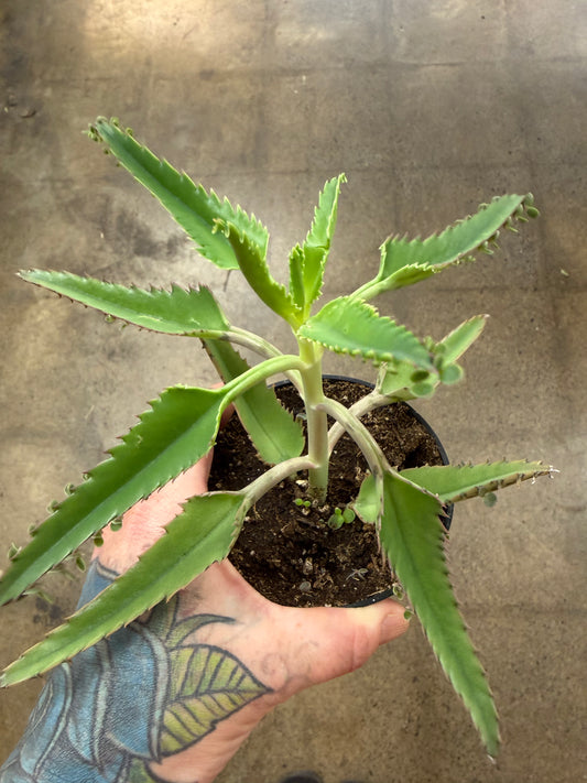 Kalanchoe Houghtonii