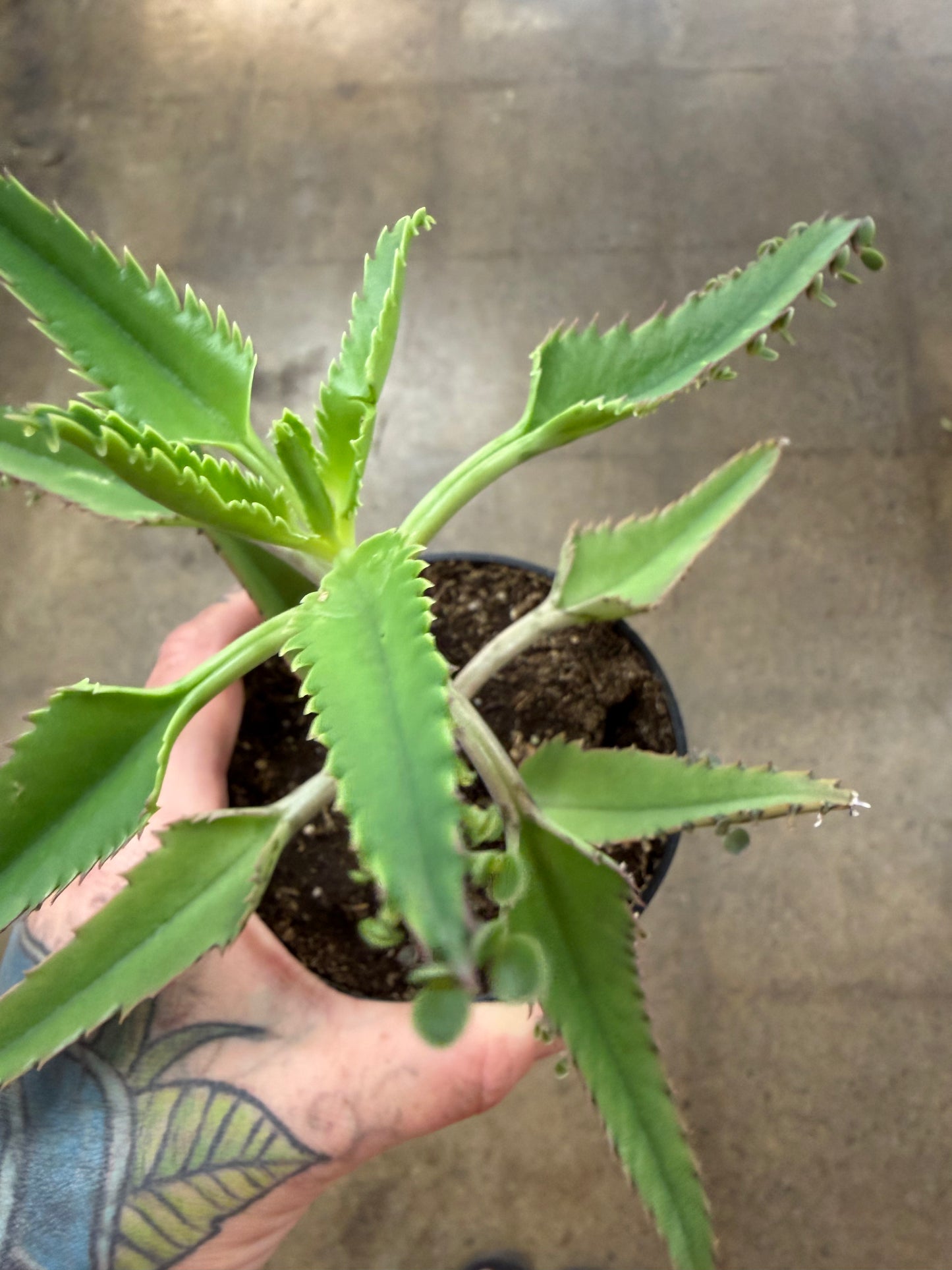 Kalanchoe Houghtonii