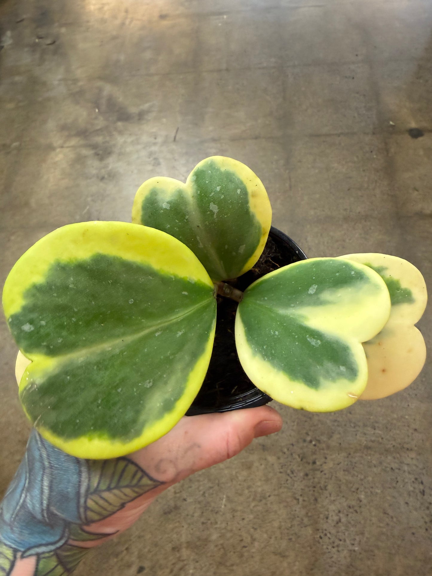 Hoya Kerrii Variegated