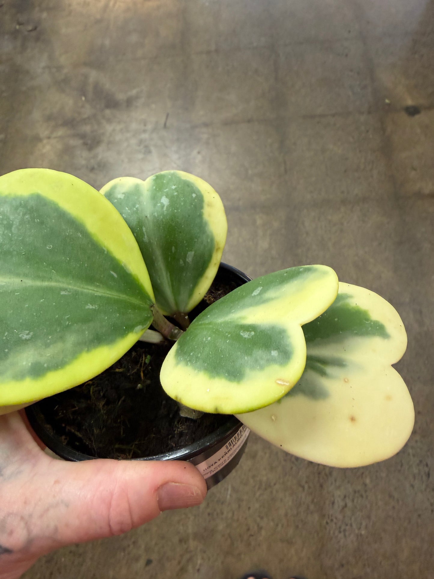 Hoya Kerrii Variegated