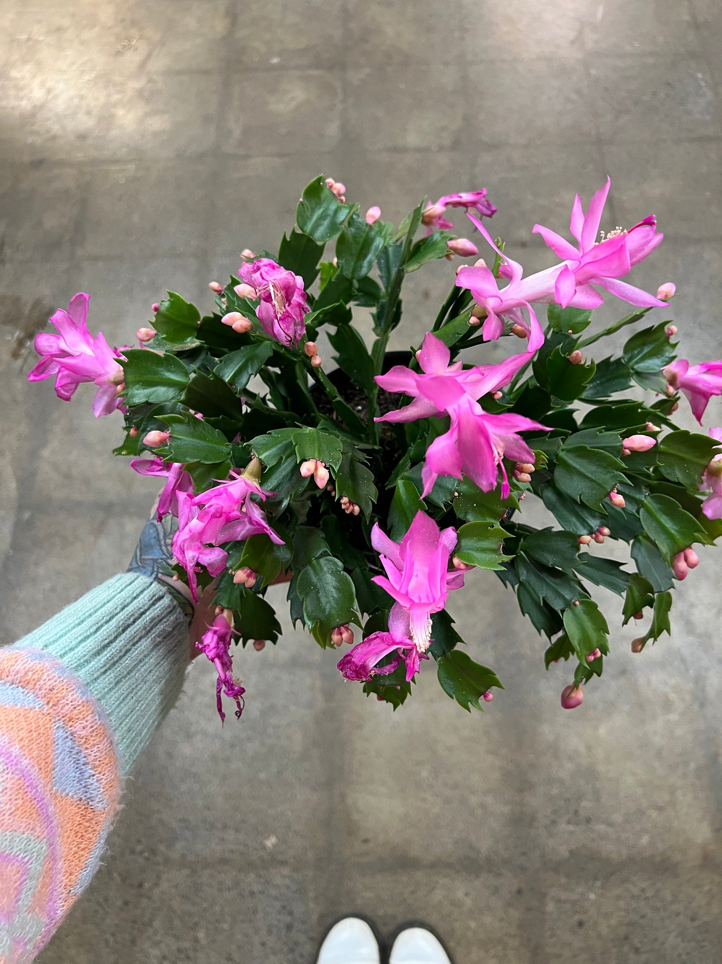 Christmas Cactus