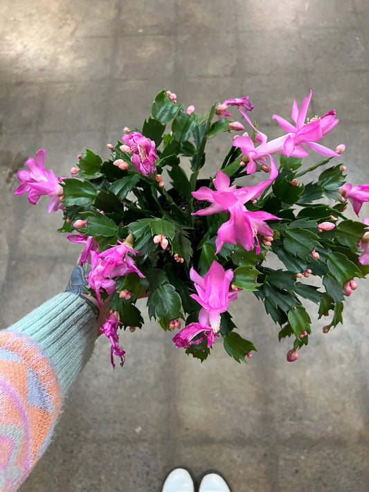 Christmas Cactus