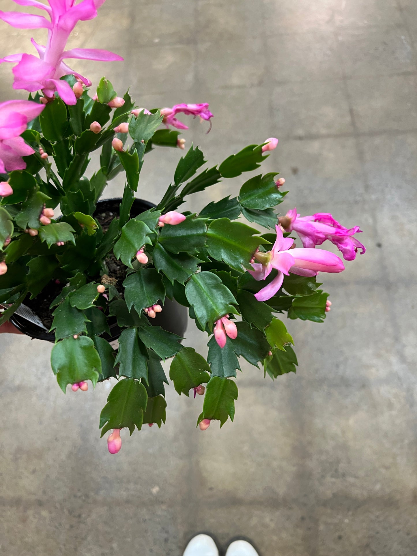 Christmas Cactus