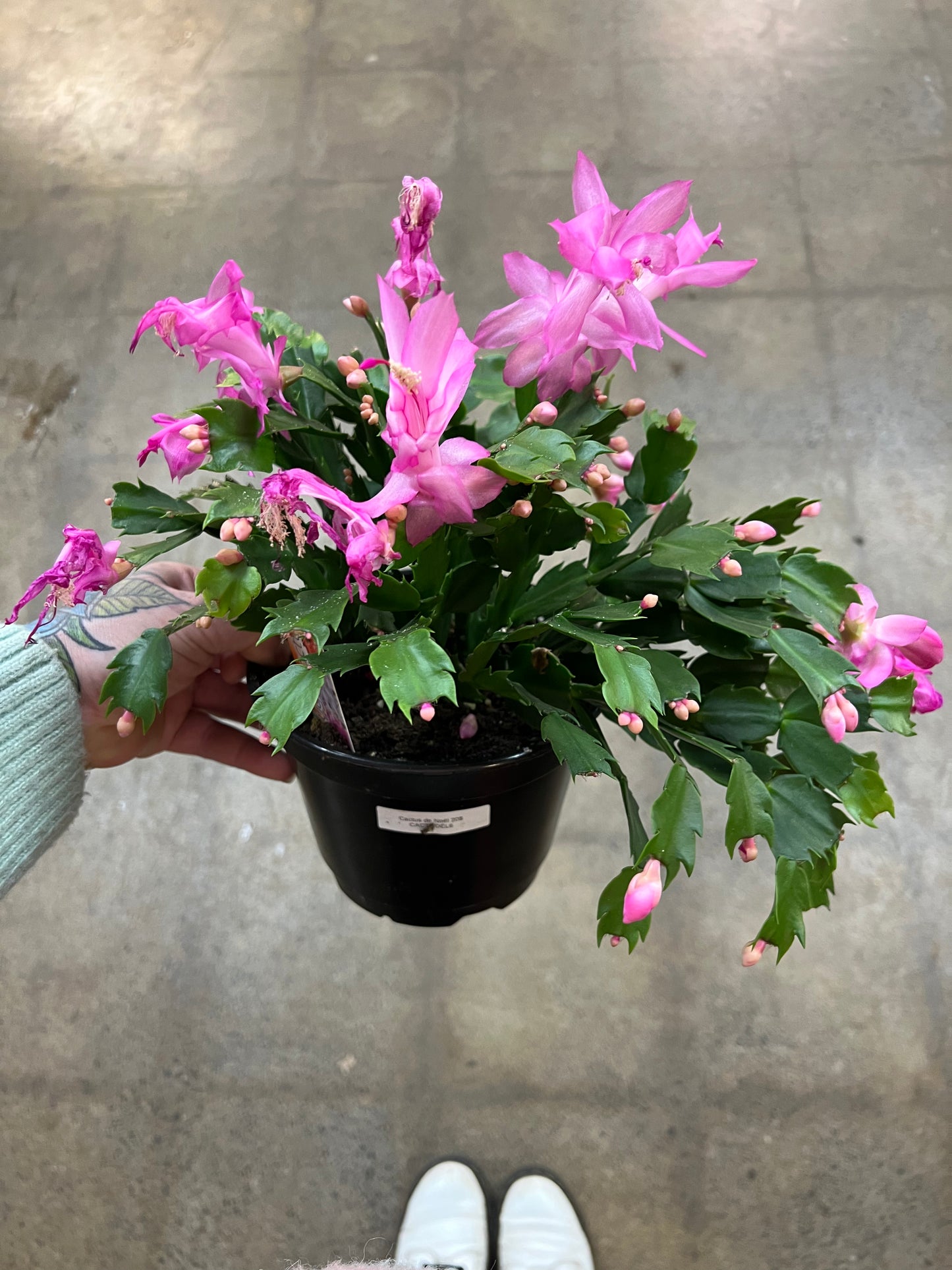Christmas Cactus