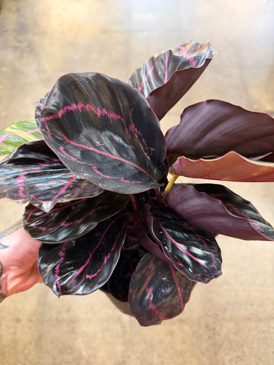 Calathea Dottie