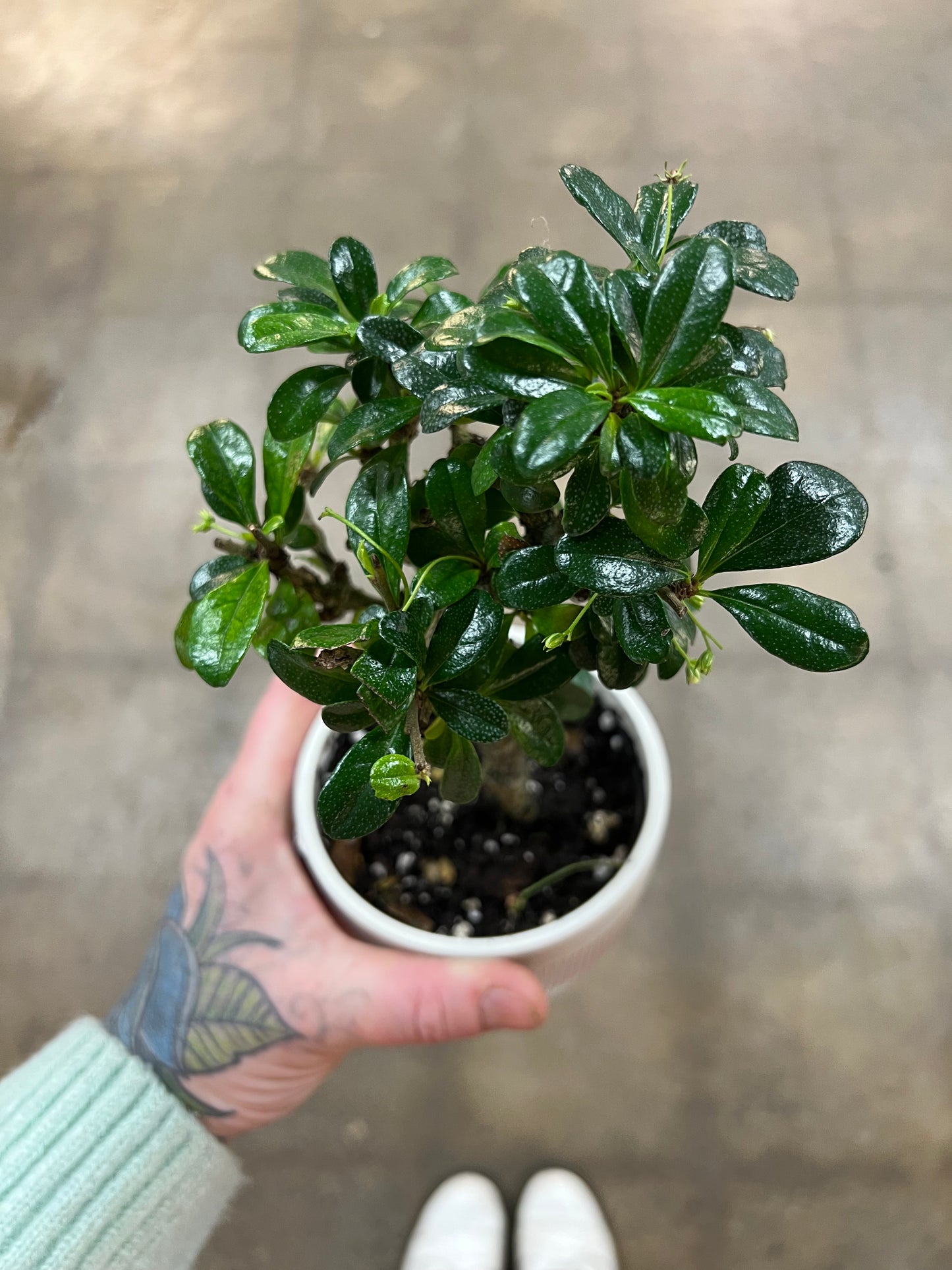 Bonsaï Fukien Tea
