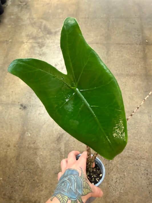 Alocasia Zebrina