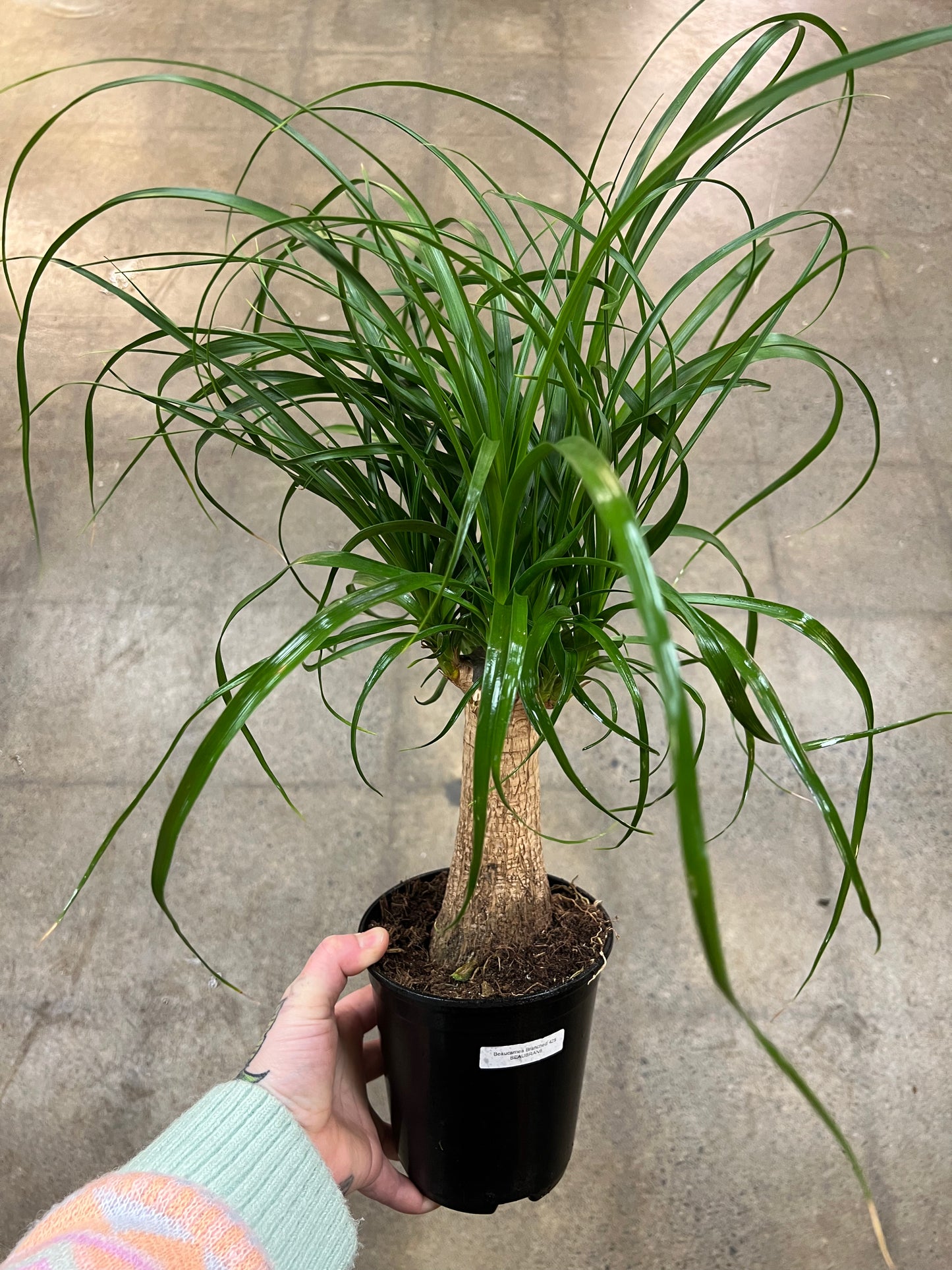 Beaucarnea Branched