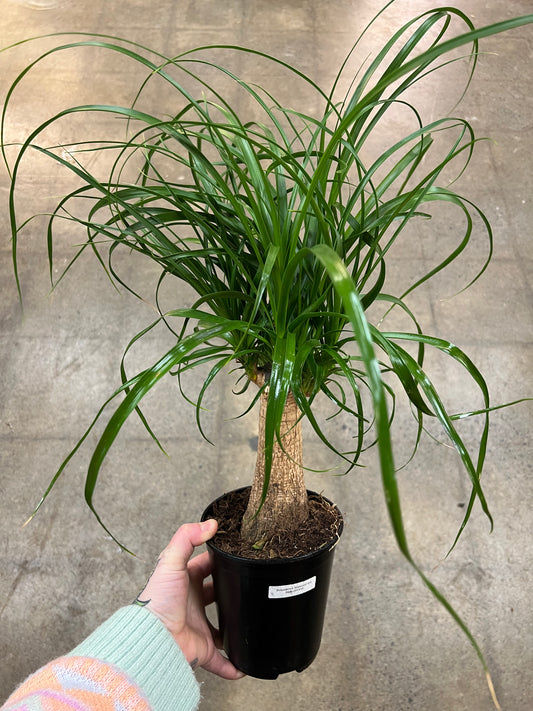 Beaucarnea Branched