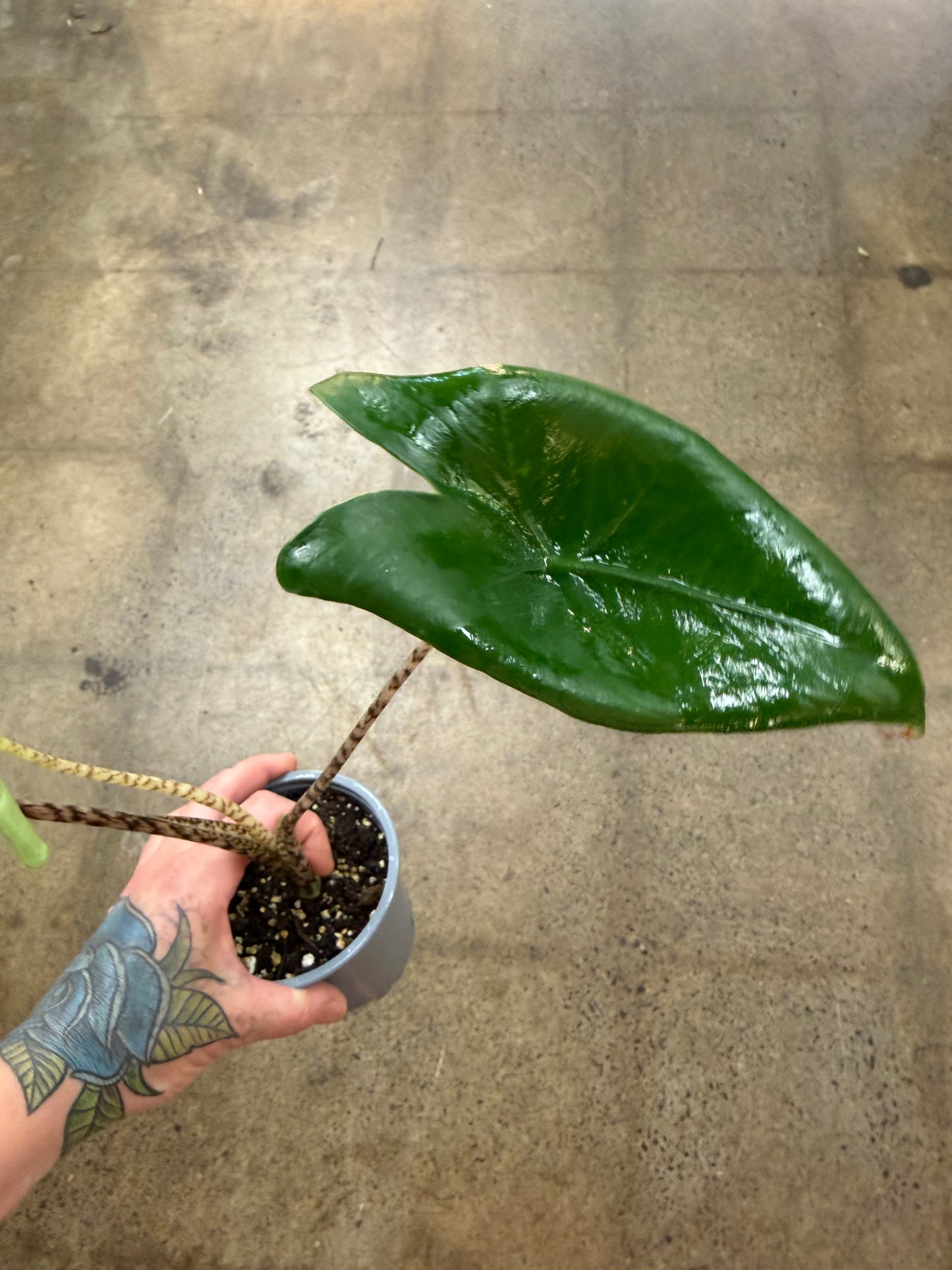 Alocasia Zebrina