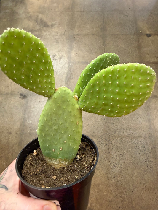 Opuntia Microdasys Pallida
