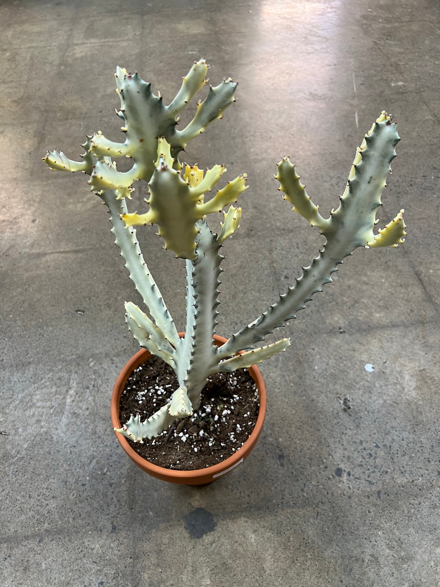 Euphorbia White Ghost