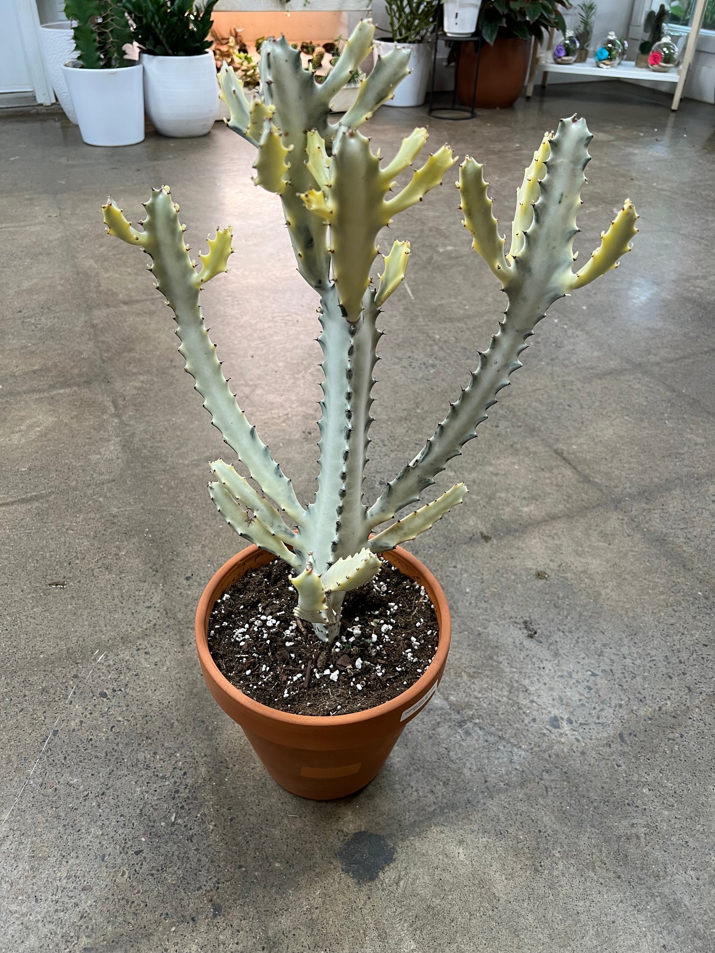 Euphorbia White Ghost