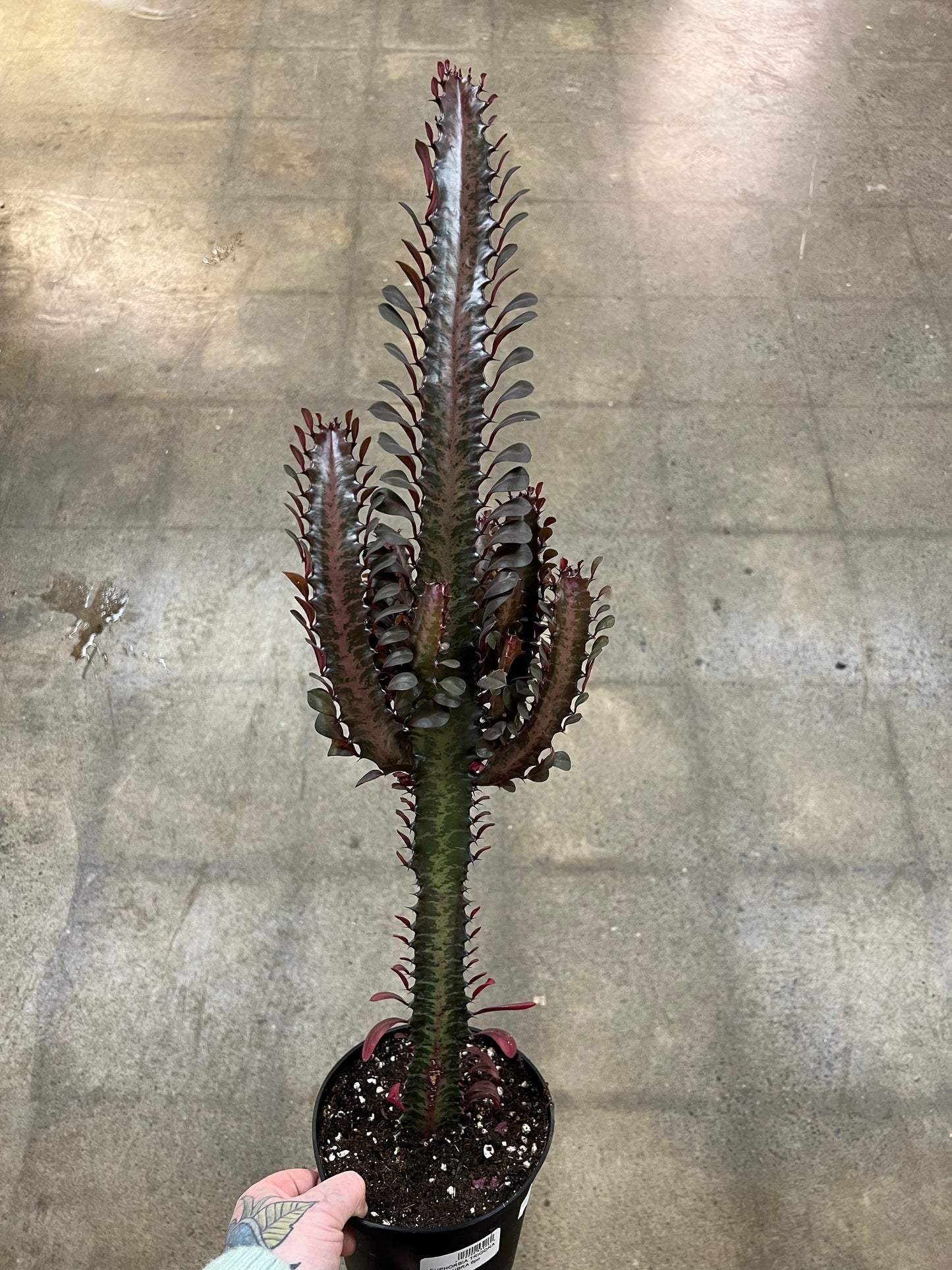 Euphorbia Trigona Rubra