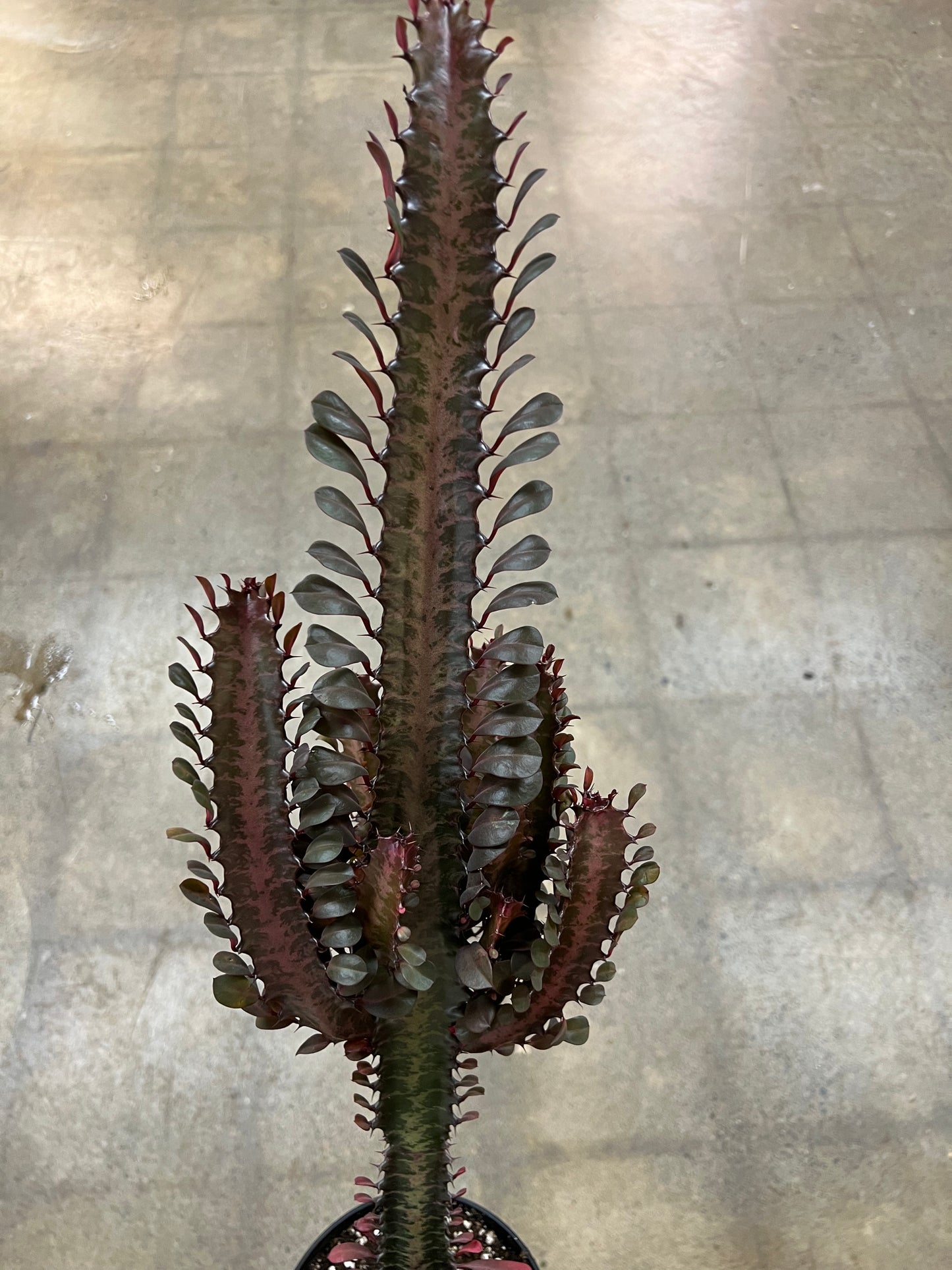 Euphorbia Trigona Rubra