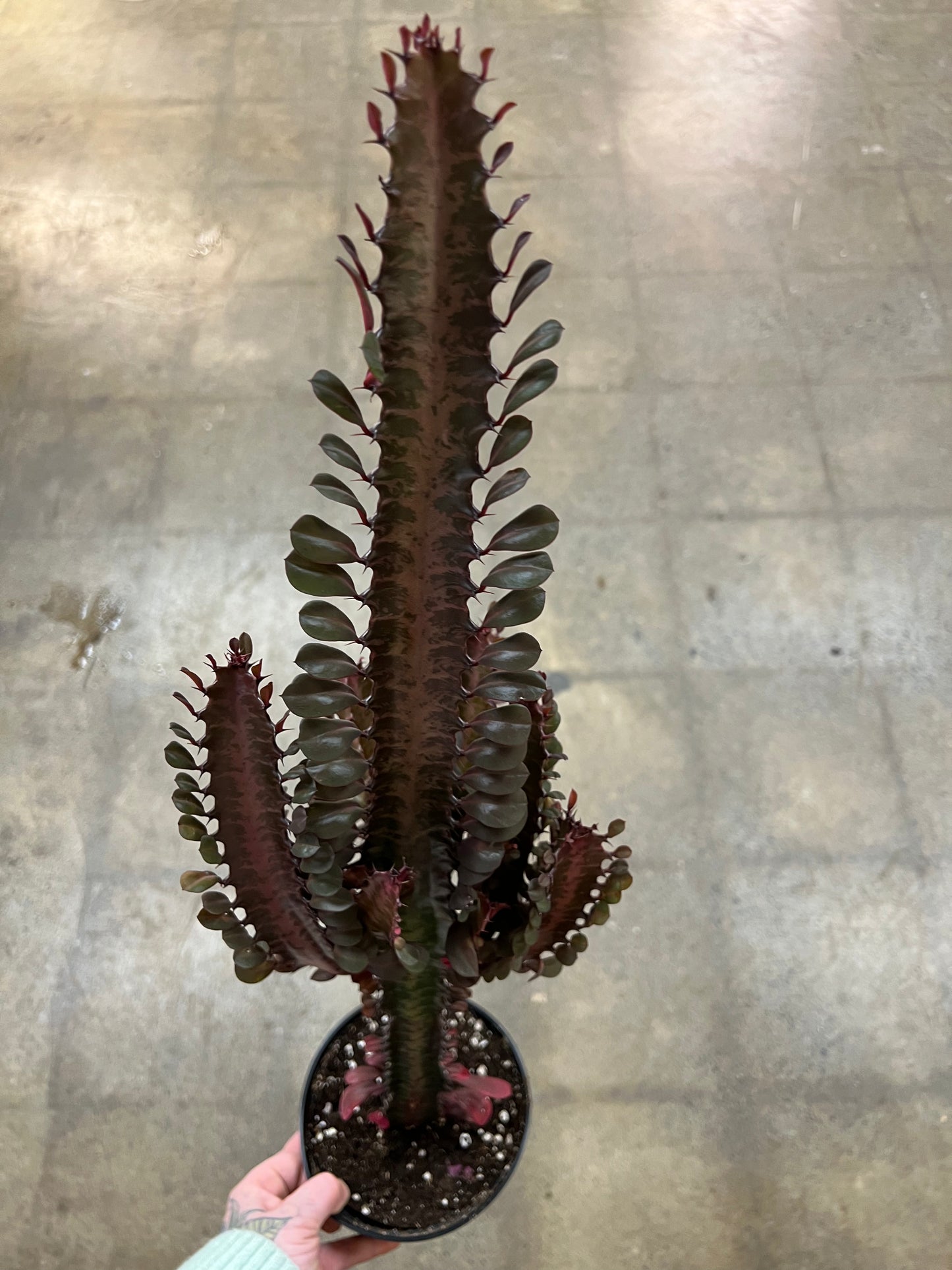 Euphorbia Trigona Rubra