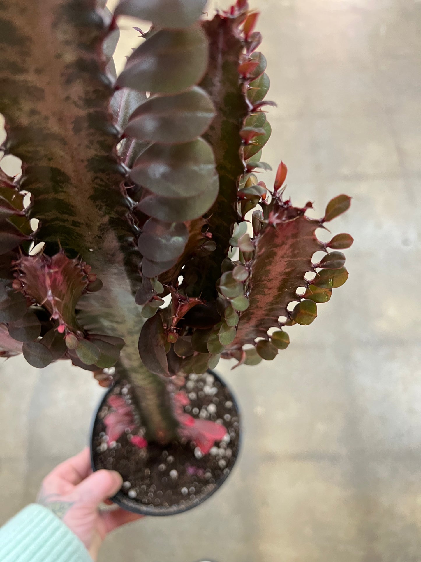 Euphorbia Trigona Rubra