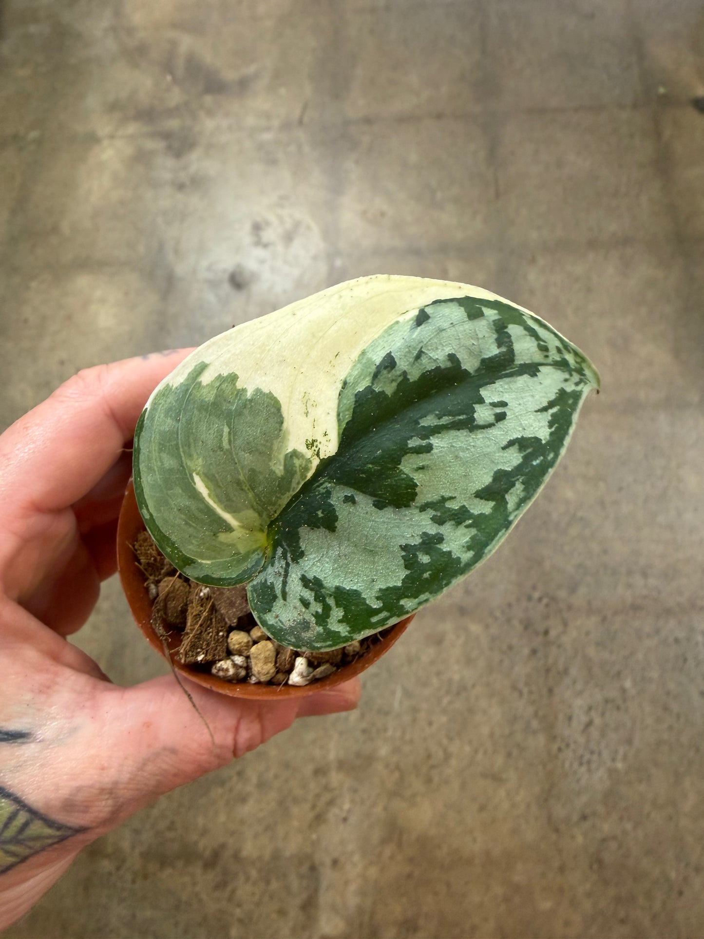 Scindapsus Mayari