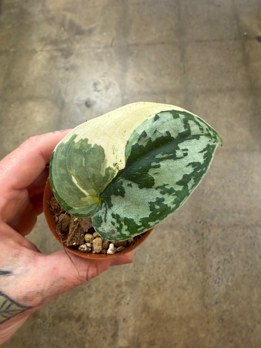 Scindapsus Mayari