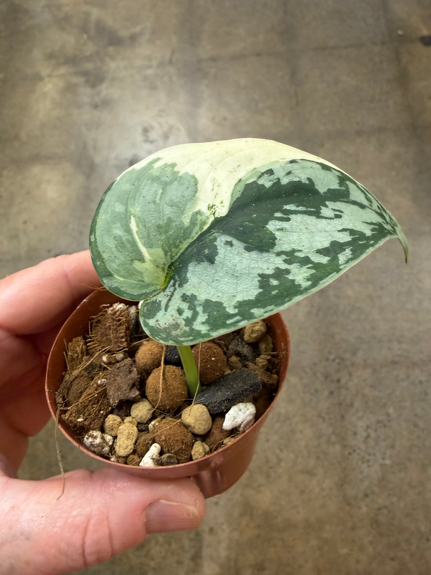 Scindapsus Mayari